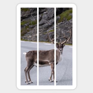 Wonderful landscapes in Norway. Nord-Norge. Beautiful reindeer watching me going to Nordkapp (vertical) Sticker